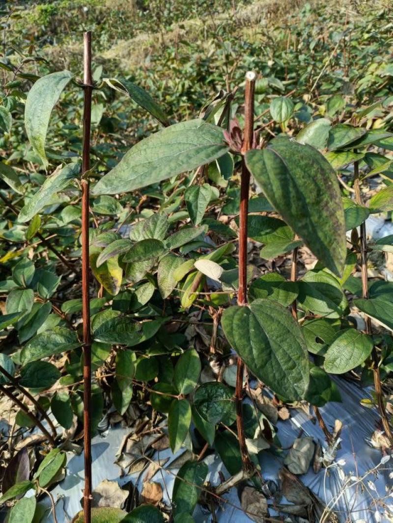 【金银花苗湘蕾五号嫁接苗】顺丰包邮产地直供价格优惠