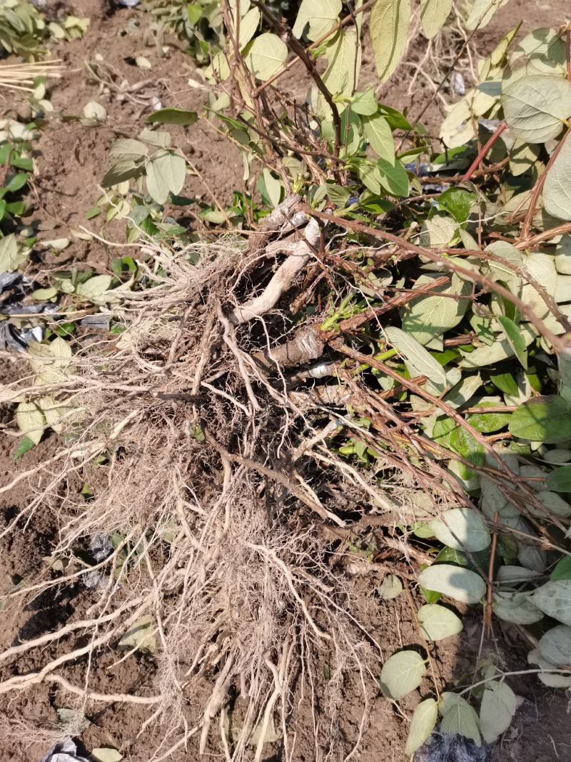 【金银花苗湘蕾五号嫁接苗】顺丰包邮产地直供价格优惠