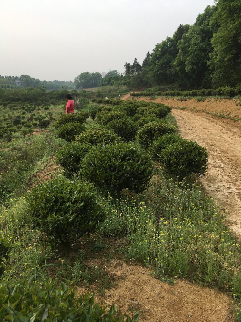 茶花、茶梅