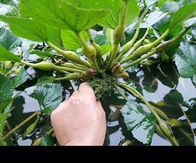 风眼蓝(水葫芦)基地植发，质优价廉，货源充足，欢迎采购