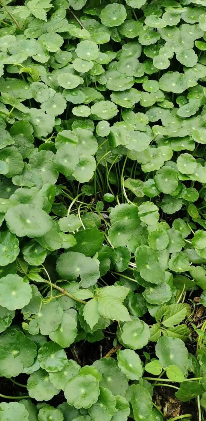 风眼蓝(水葫芦)基地植发，质优价廉，货源充足，欢迎采购