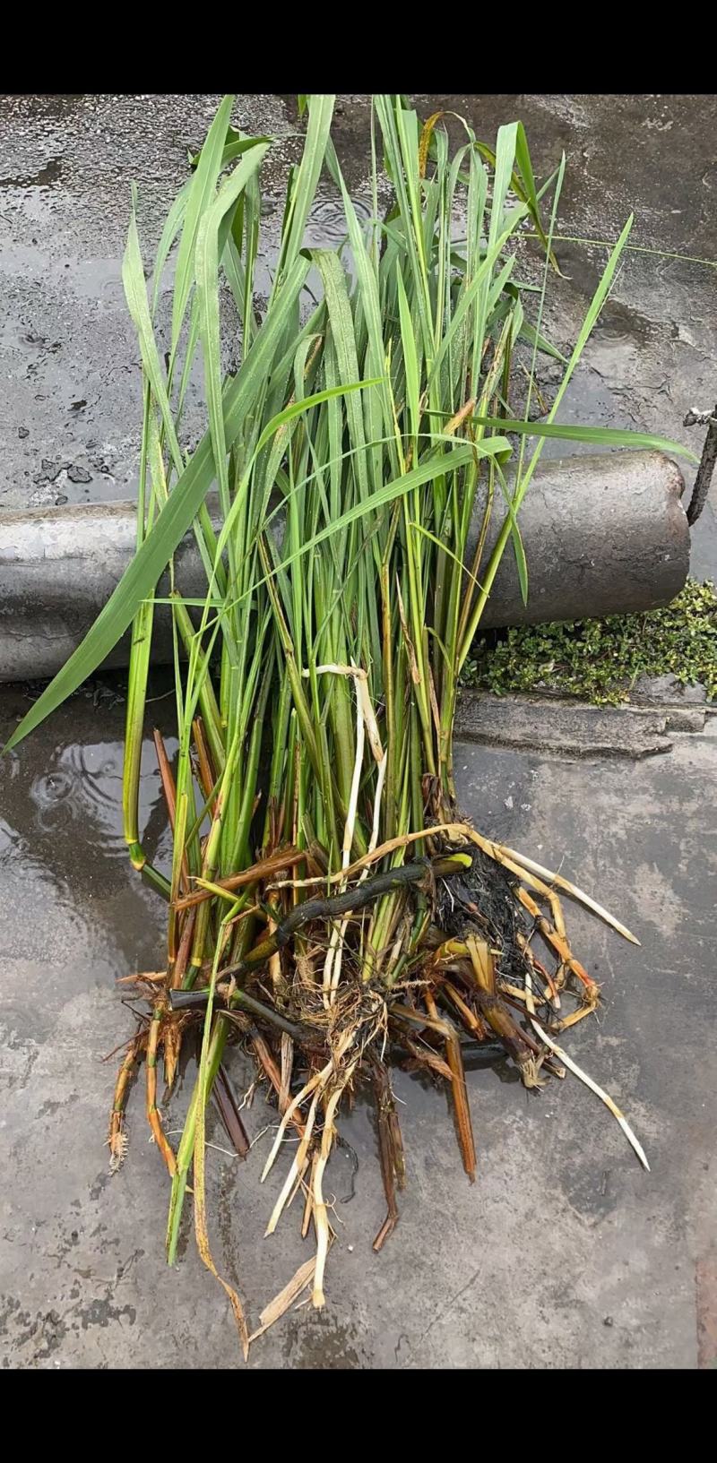 风眼蓝(水葫芦)基地植发，质优价廉，货源充足，欢迎采购