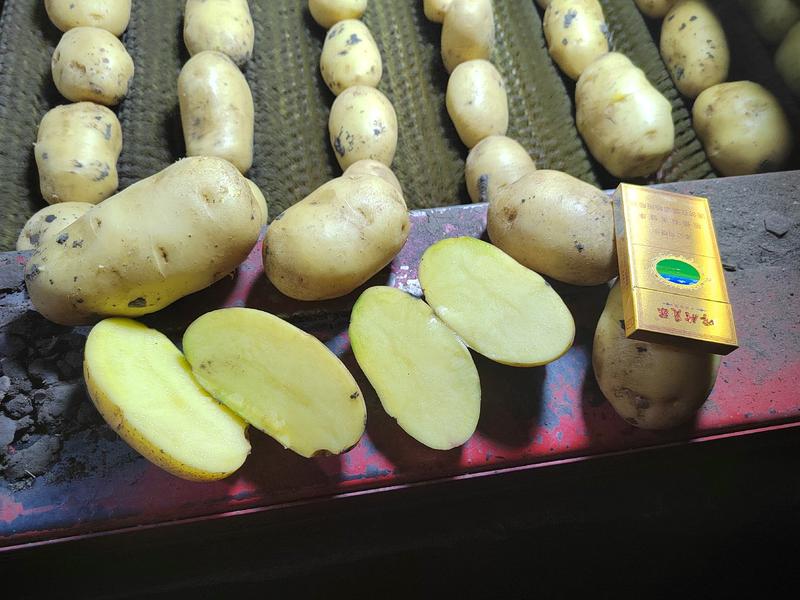 内蒙黄心土豆大量上市中价格便宜，农户走货量积极，欢迎选购