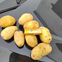 吉林黄心土豆大量上市中价格便宜，农户走货量积极，欢迎选购