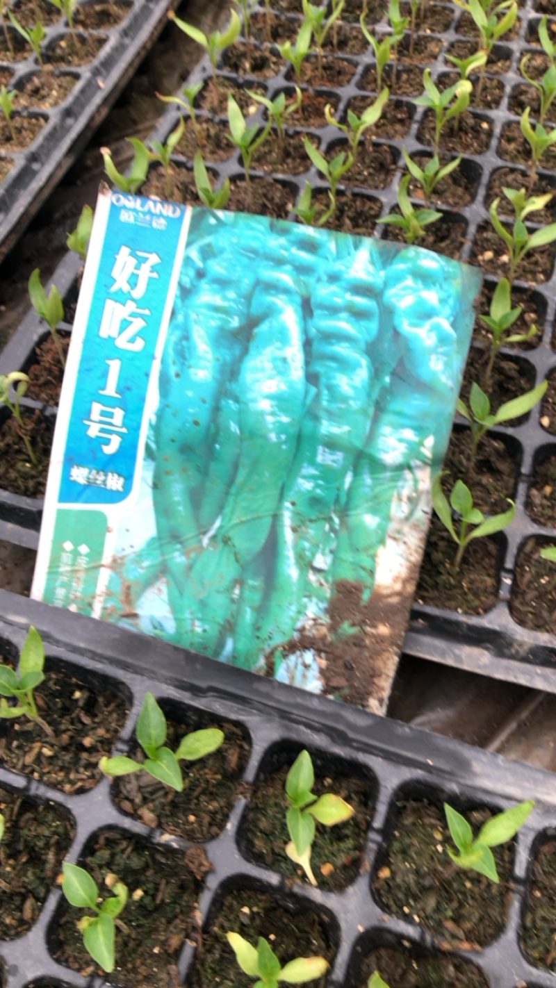各位老板欢迎光临本店我家辣椒品种多有线椒，七彩朝天椒