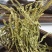 车前草批发零售量大从优各种中药材