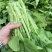 白菜苔