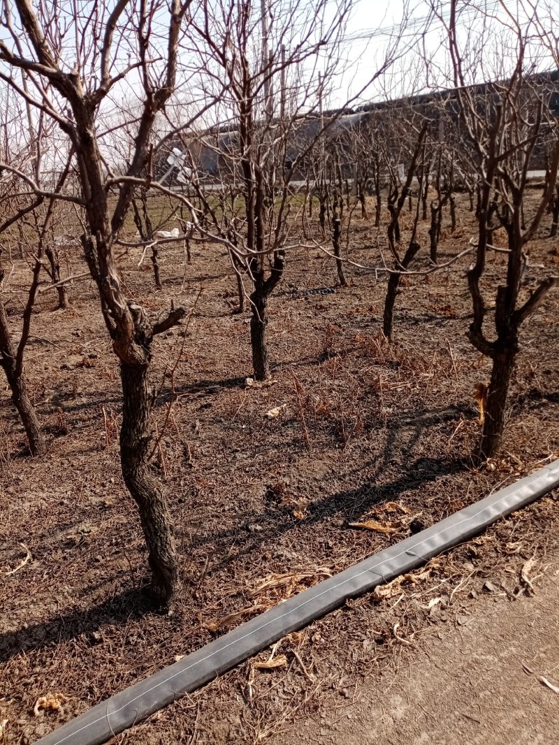 新品种冬枣二号8-12公分