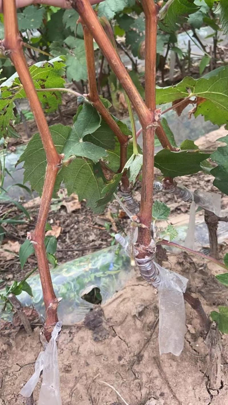 中国红玫瑰葡萄苗精品苗大量上市欢迎咨询采购
