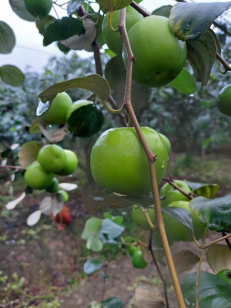 云南牛奶枣苹果枣，基地现货供应，一件代发