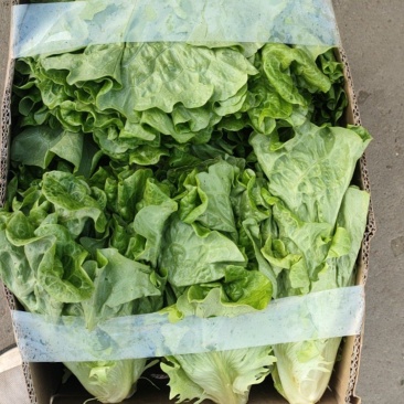 意大利散意生菜。