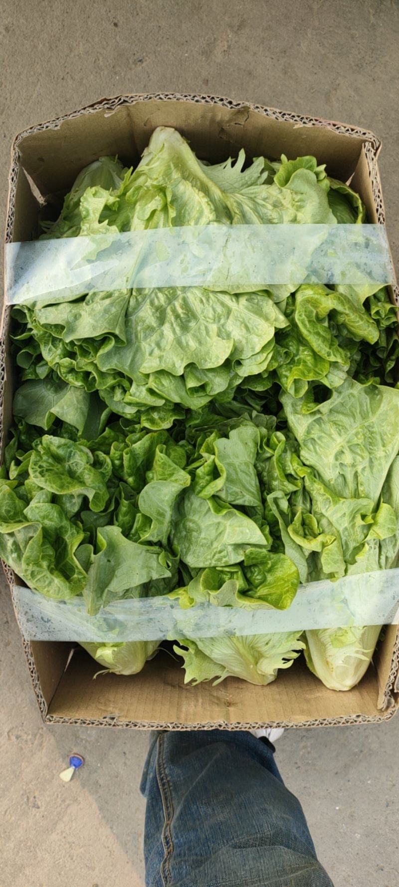 意大利散意生菜。
