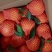 耙耙杆，不知火，沃柑，青见