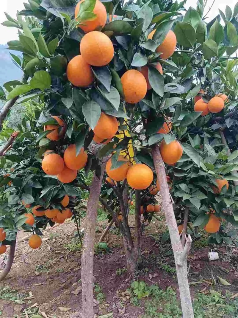 耙耙杆，不知火，沃柑，青见