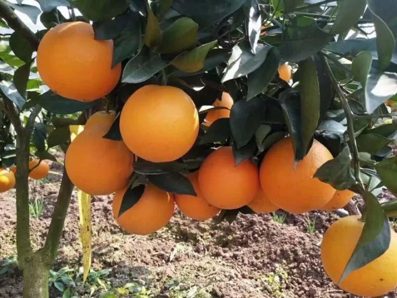 耙耙杆，不知火，沃柑，青见