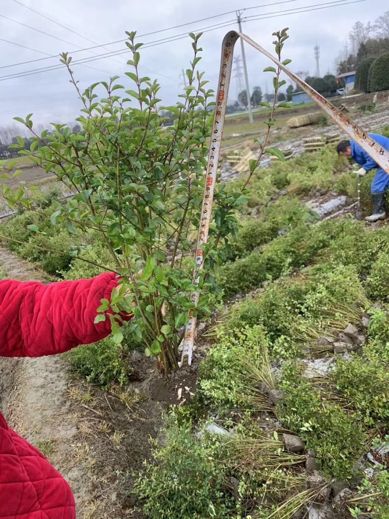 苗圃基地小叶女贞小叶女贞球农户自家种植30-150