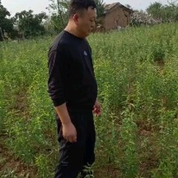 三门峡陕州区巴旦木种植户