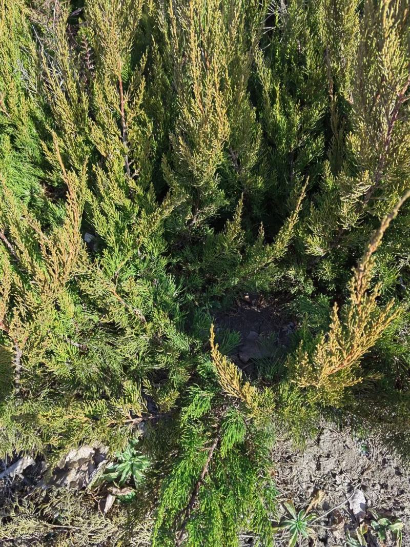 龙柏种植基地小龙柏苗木常绿灌木耐寒耐旱适应性强