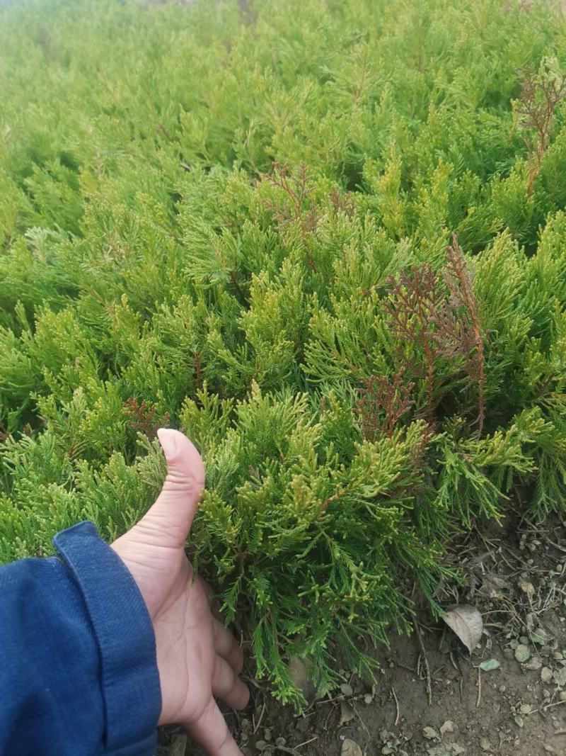 龙柏种植基地小龙柏苗木常绿灌木耐寒耐旱适应性强