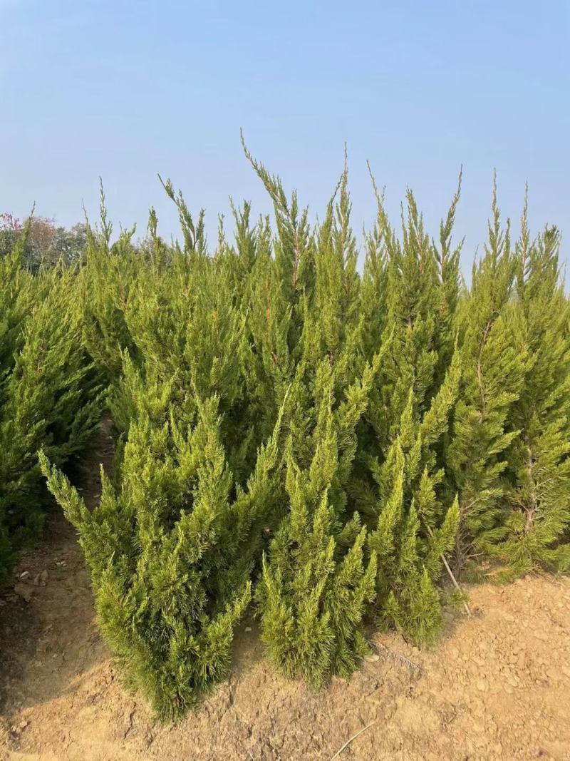 龙柏种植基地小龙柏苗木常绿灌木耐寒耐旱适应性强