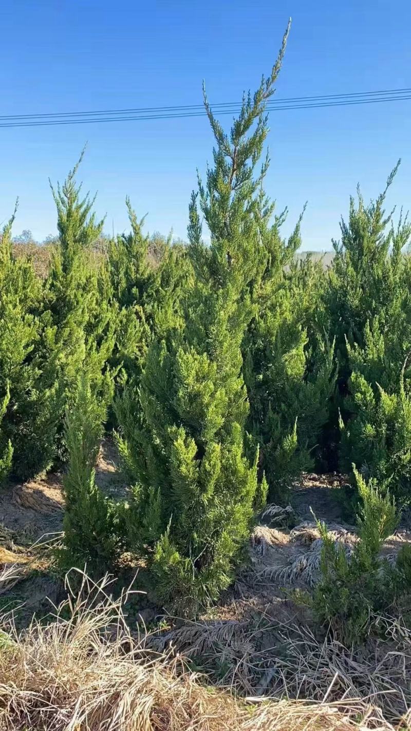 龙柏种植基地小龙柏苗木常绿灌木耐寒耐旱适应性强