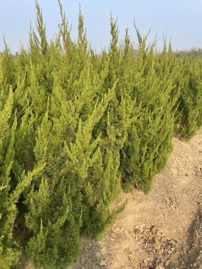 龙柏种植基地小龙柏苗木常绿灌木耐寒耐旱适应性强