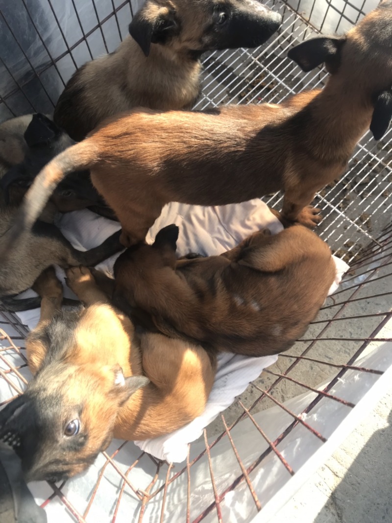 马犬，活波好动，服从性强，售后服务到位，传授养殖技术，诚