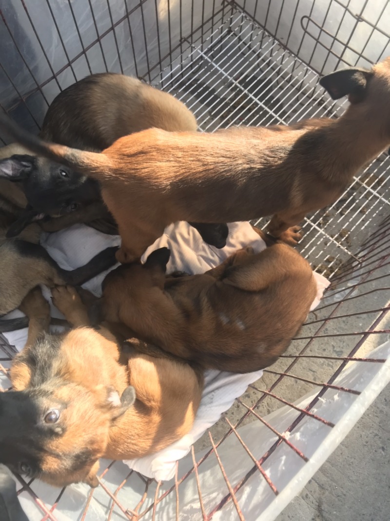 马犬，活波好动，服从性强，售后服务到位，传授养殖技术，诚