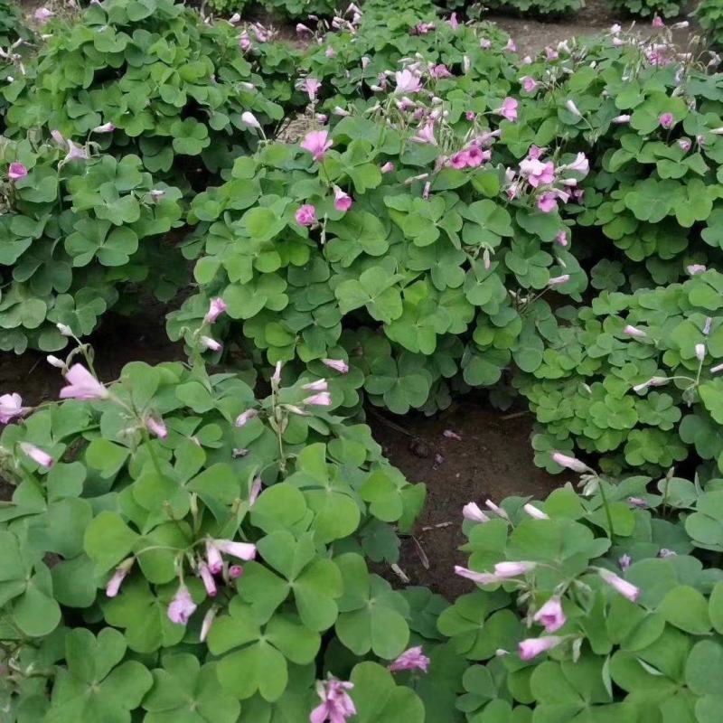 炸酱草批发红花醡浆草花镜花坛花带观赏性植物红花炸酱草