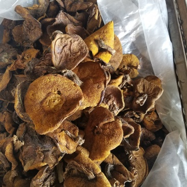 松蘑，滑子菇，杏鲍菇大片根片，香菇