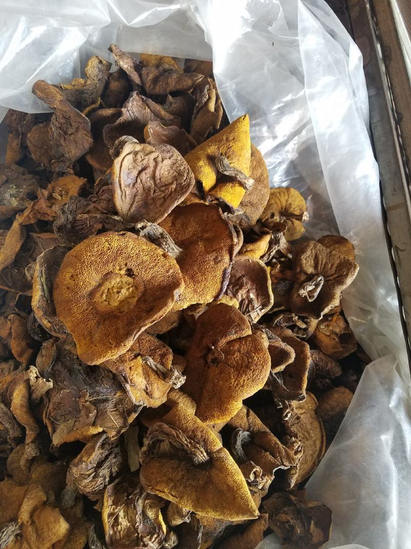 松蘑，滑子菇，杏鲍菇大片根片，香菇