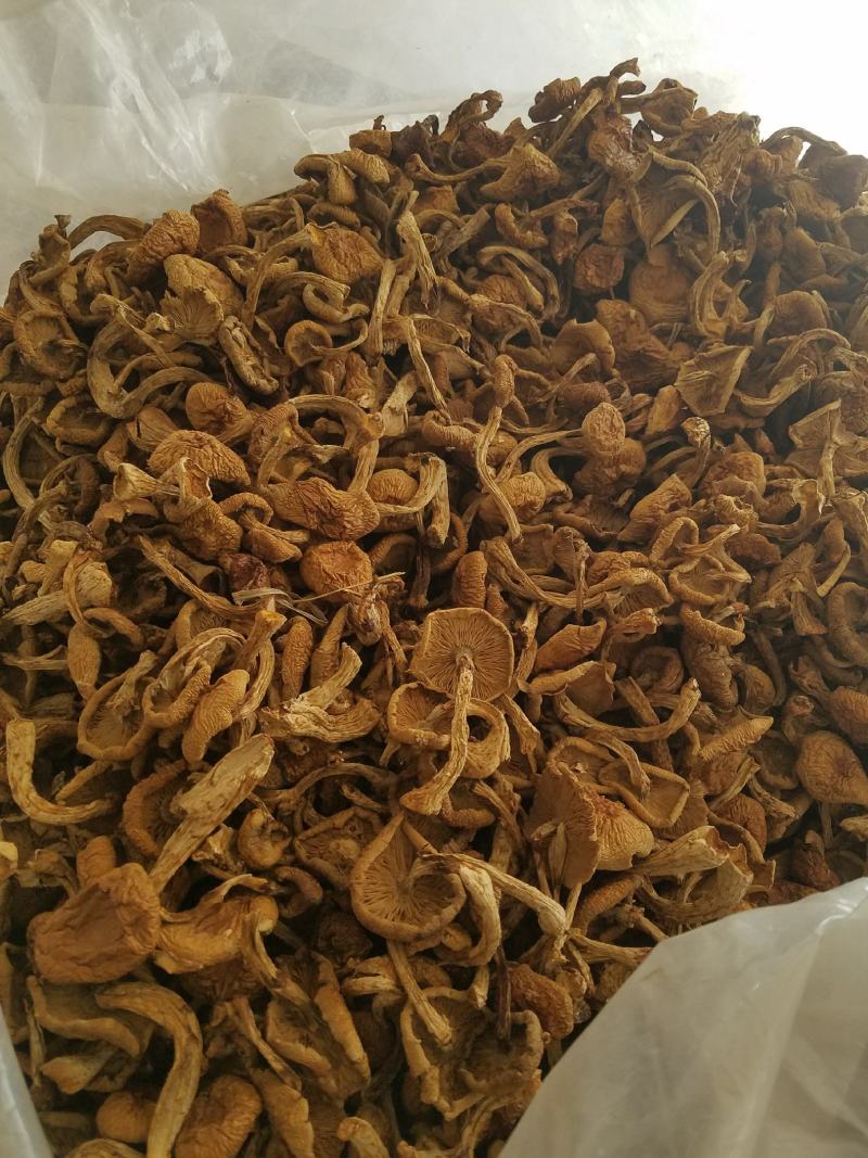 松蘑，滑子菇，杏鲍菇大片根片，香菇