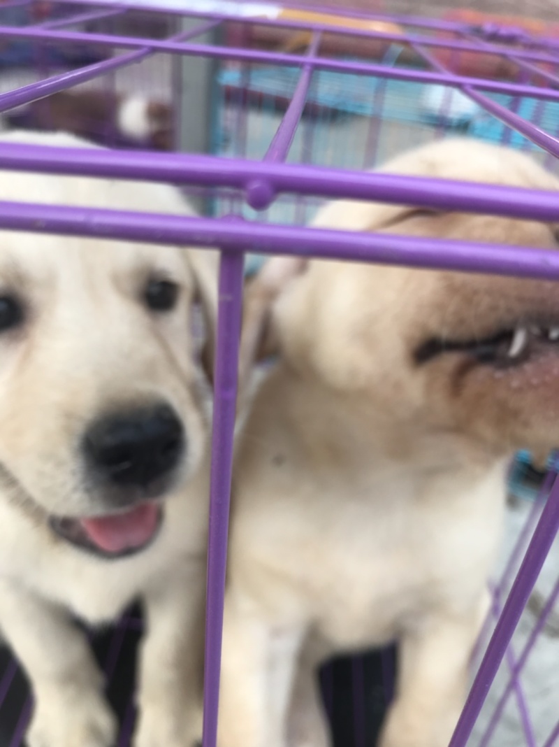拉布拉多犬，宠物狗，大型犬，性格温顺！