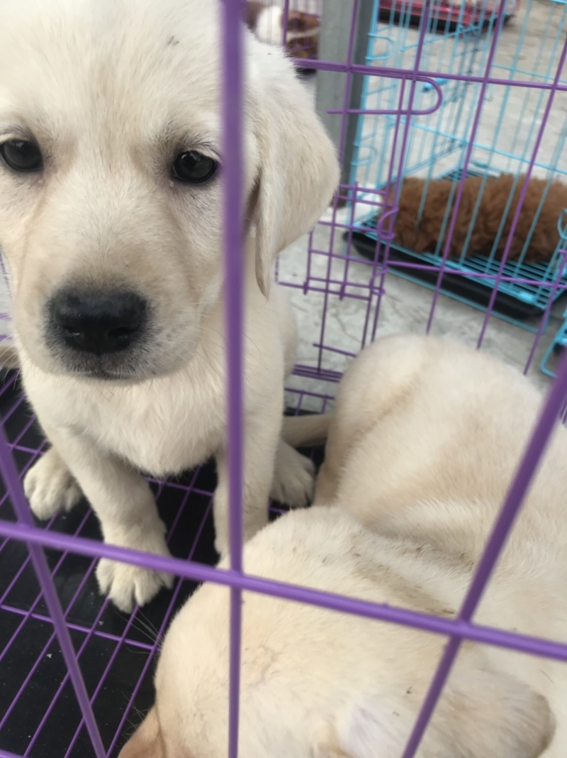 拉布拉多犬，宠物狗，大型犬，性格温顺！