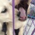 拉布拉多犬，宠物狗，大型犬，性格温顺！