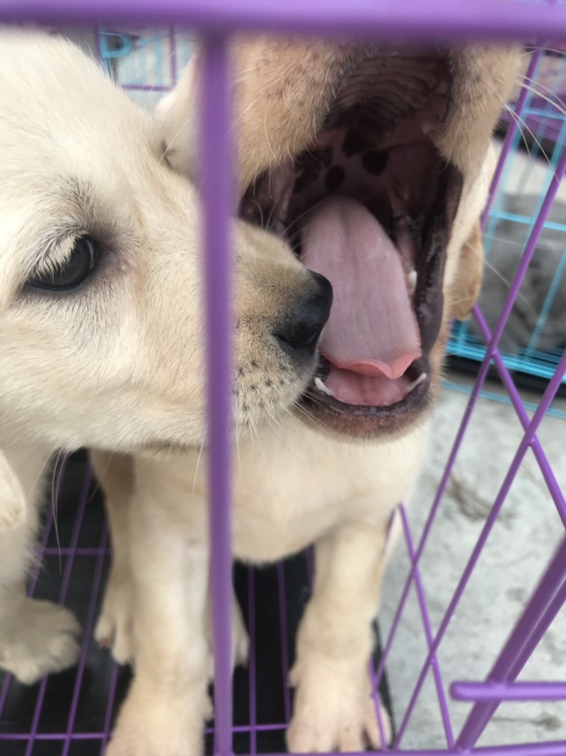 拉布拉多犬，宠物狗，大型犬，性格温顺！