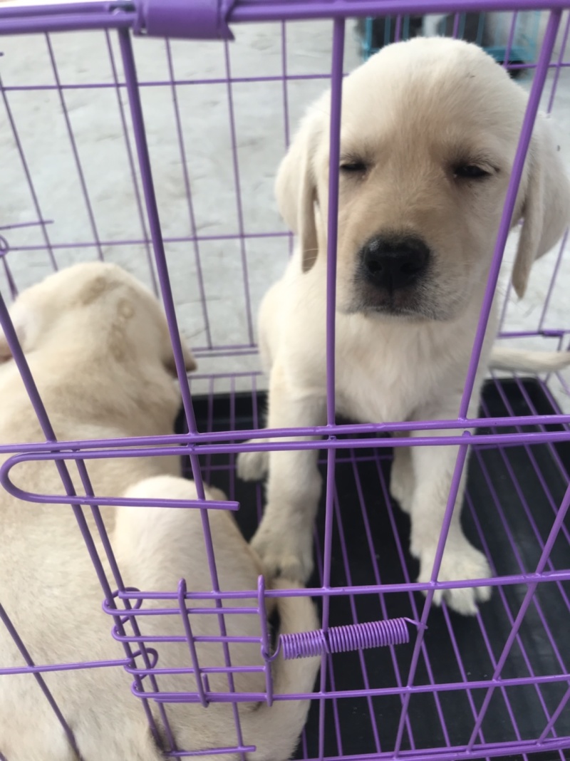 拉布拉多犬，宠物狗，大型犬，性格温顺！