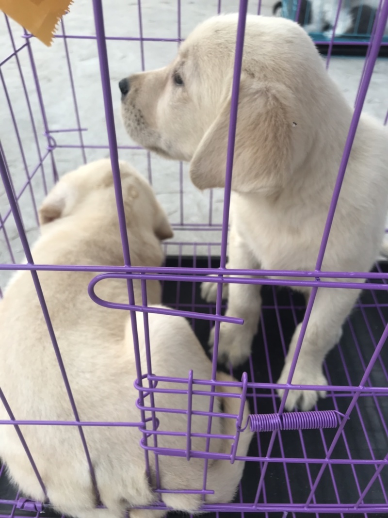 拉布拉多犬，宠物狗，大型犬，性格温顺！