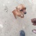 小鹿犬，小型犬，聪明伶俐，乖宝宝！好火伴，！
