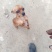 小鹿犬，小型犬，聪明伶俐，乖宝宝！好火伴，！