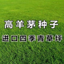 高羊茅草坪种子进口四季常青草坪种子耐寒耐旱耐践踏