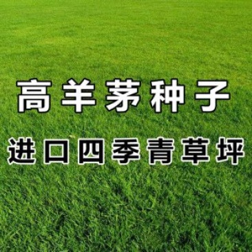 高羊茅草坪种子进口四季常青草坪种子耐寒耐旱耐践踏