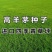 高羊茅草坪种子进口四季常青草坪种子耐寒耐旱耐践踏