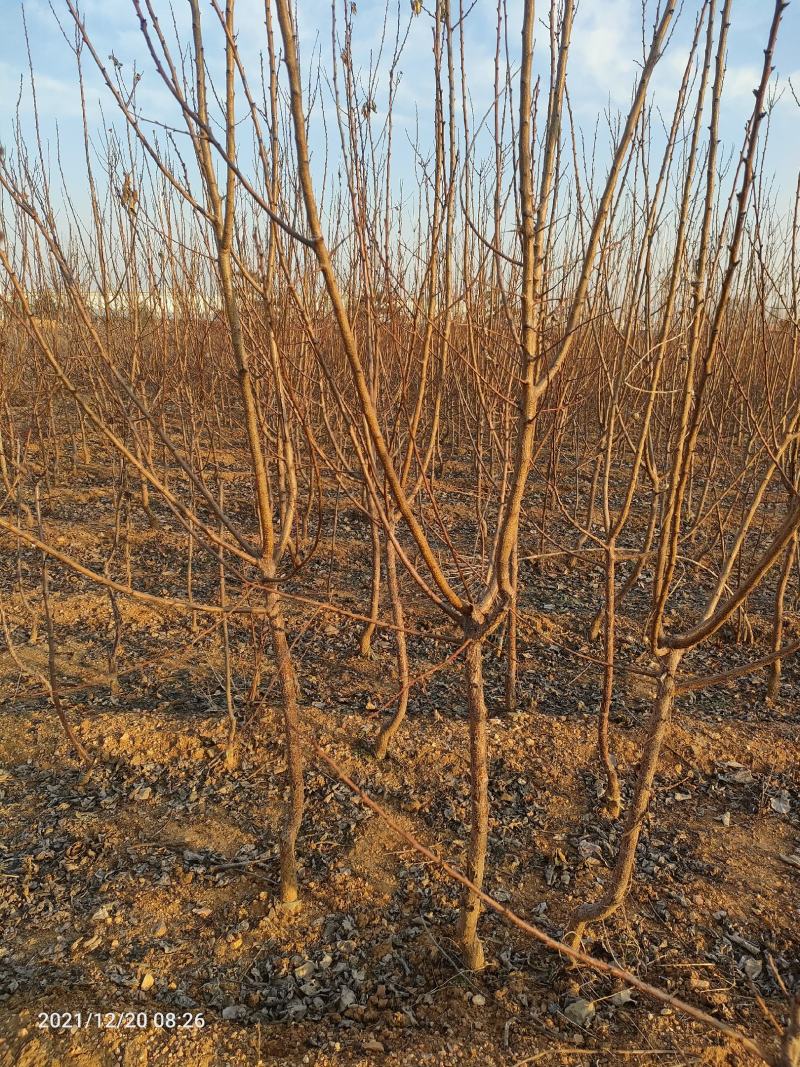 荷兰香蜜杏树杏树品种珍珠油杏1-6公分有货