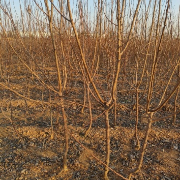 荷兰香蜜杏树杏树品种珍珠油杏1-6公分有货