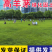 高羊茅草坪种子进口四季常青草坪种子耐寒耐旱耐践踏