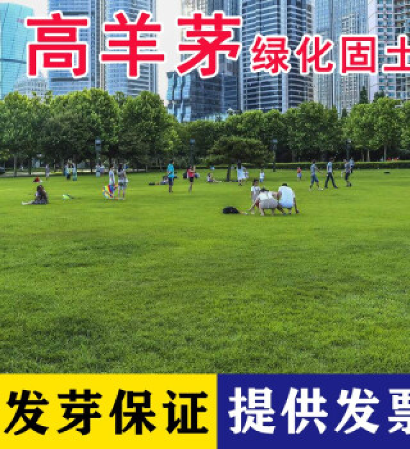 高羊茅草坪种子进口四季常青草坪种子耐寒耐旱耐践踏