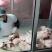 猪头肉猪肝猪耳朵猪肺