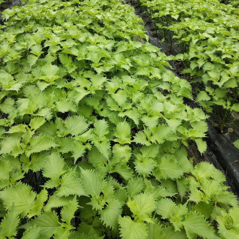 日料紫苏大叶全年供应产地直销