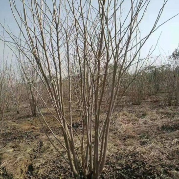 丛生巨紫荆~高度五米以上，冠幅三米以上，有需要的老板们联